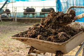 cow dung manure the house of terra
