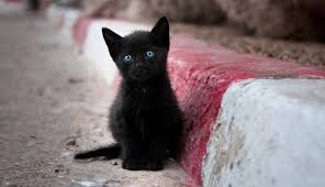 Only 5 left, of these beautiful kittens. Here S Why We Think Black Cats Are Bad Luck Kqed