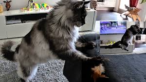 giant maine cat helios
