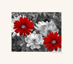 Black White Red Flowers Decor Red