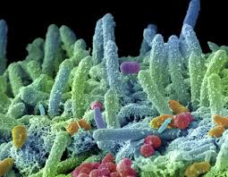 Resultado de imagen de Las bacterias al microscopio electrÃ³nico