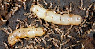 termites and protect