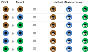 The Likelihood Of A Babys Eye Colour Based On Their