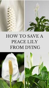 how to save a peace lily from dying