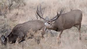 The Science Behind The Mule Deer Rut Gohunt