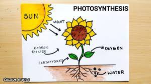 photosynthesis diagram drawing how to