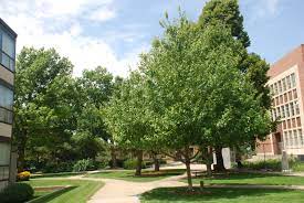 12 Fast Growing Shade Trees For 2022