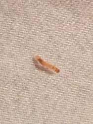 what is tiny orange worm found in a bed