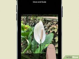 How To Identify Plants Using An Iphone