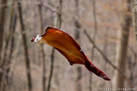 A Few Interesting Facts About Flying Squirrels Mnn