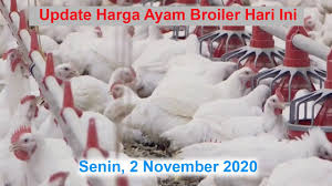 Hal ini juga adalah upaya dalam memenuhi kebutuhan gizi. Harga Ayam Broiler Hari Ini Senin 2 November 2020 Analisa Grafik Youtube