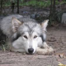 Puppyfinder.com is your source for finding an ideal wolf hybrid puppy for sale in usa. Alaskan Malamute For Sale Ads Free Classifieds Wolf Hybrid Puppies Wolf Hybrid Malamute Wolf Mix