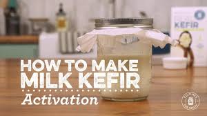 activating milk kefir grains you