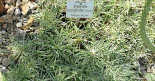 silver carpet plant care growing