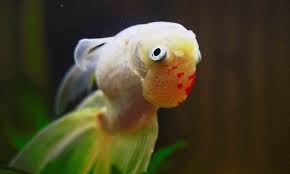 swim bladder disease in fish what it