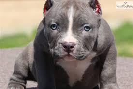 3 Different Styles Of Ear Crops For Your American Bully