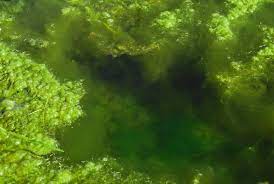 green hair algae prevention handy