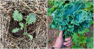 how to grow cut come again kale for