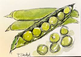 aceo sweet peas pod watercolor