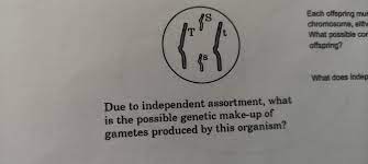 of gametes produced by this organism