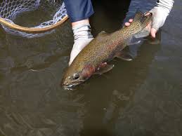 Idaho Angler Fishing Report