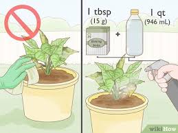how to get rid of mold on houseplants