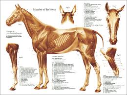Horse Anatomy Chart 4 95 Download For 2 Muscles And