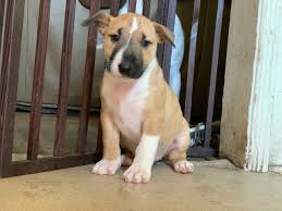Finest bull terrier puppies for sale in westchester from reputable breeders. Bull Terrier Puppy Dog For Sale In Long Beach California