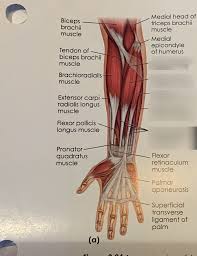 Remembering the action of each one can be quite difficult. Muscles Of Anterior Forearm Diagram Quizlet