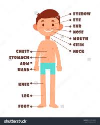 Body Diagram Cartoon Fresh Cartoon Boy Kids Body Parts