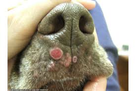 pyoderma in dogs signs diagnosis and