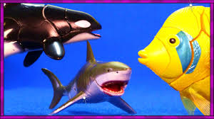 3d puzzles sharks whales sea