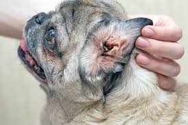 ear mites in dogs treatment whole dog