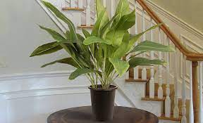 Indoor Plants That Are Easy To Maintain