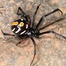 What happens when a black widow bites you? What Do Baby Black Widow Spiders Look Like Quora