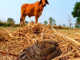 cow dung manure