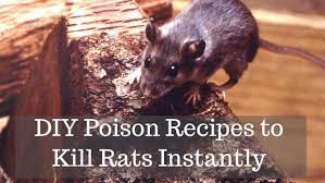 no kill approach to rat control