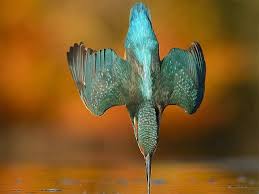 Kingfisher After 6 Years 7 20 000 Attempts Wildlife