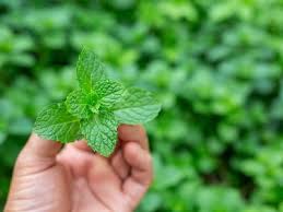 Can Dogs Eat Mint Is Mint Bad For Dogs