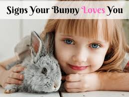 how to tell if your bunny loves you