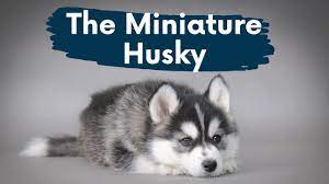 miniature husky the complete video