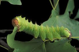 what plants do caterpillars eat