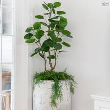 How To Secure Artificial Plants In Tall