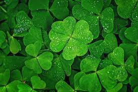 Why Are Four-Leaf Clovers Lucky ...