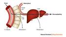 THE ROLE OF LIVER IN DRUG METABOLISM