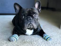 9 best dog socks both cute and practical