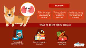 homemade dog food for renal disease recipe