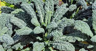 when and how to harvest kale gardener