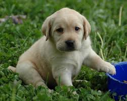 puppy lab hd wallpaper free images at