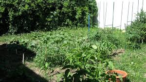 vegetable gardening in colorado